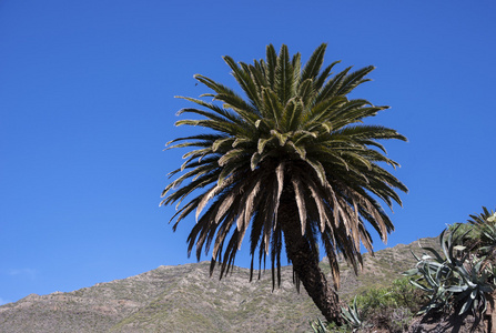 palmtree 与蓝蓝的天空