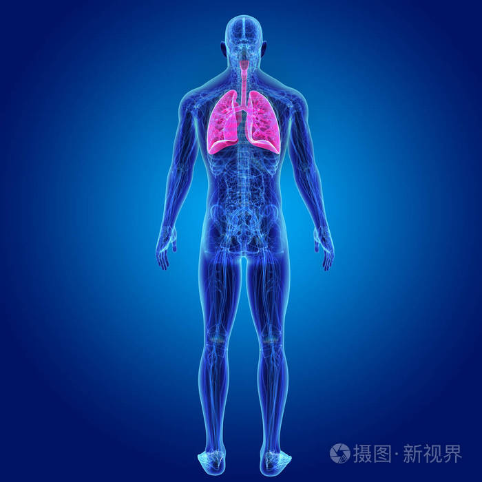 人体与肺部彩色医学插图