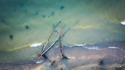 Kolka, 波罗的海, 拉脱维亚的海滩上的死松树