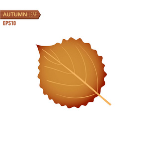 秋天桦木叶子被隔绝在白色背景。矢量插图