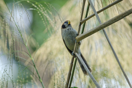 Parrotbill 上的点排扣