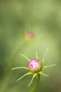 花绽放特写