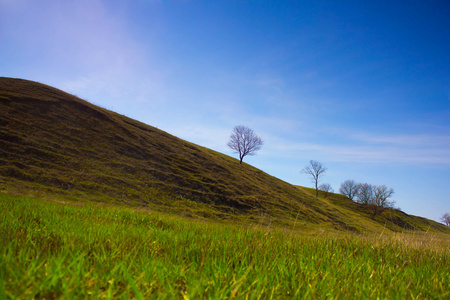 寂寞的春天树图片