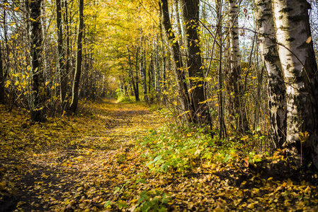 在阳光明媚的日子, 一条穿过森林金色树木的小路, 里加, 拉脱维亚