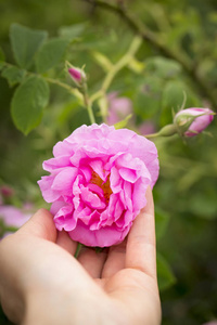 保加利亚玫瑰谷在卡赞勒克附近。玫瑰蔷薇在女人的手里。宏, 关闭