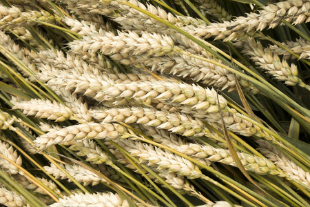 小麦背景照片。特写视图