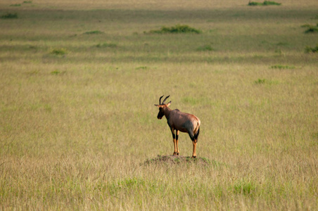 羚羊, Connochaetes taurinus, 红燕麦草, 马赛马拉国家保护区, 肯尼亚, 非洲