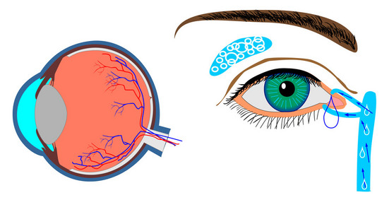 眼球和本地化的泪腺的结构