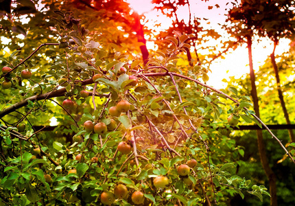 苹果在树上晒太阳。健康食品, 素食或有机水果概念, 自然光, 复制空间, 特写