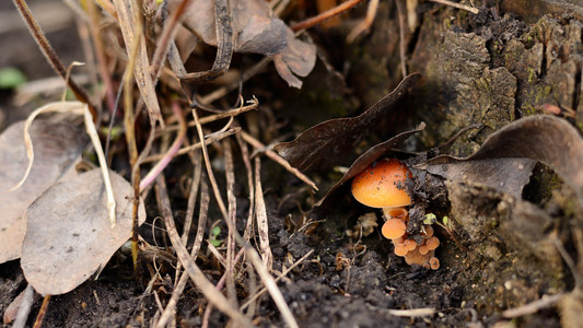 蜜环菌图片-蜜环菌素材-蜜环菌插画-摄图新视界