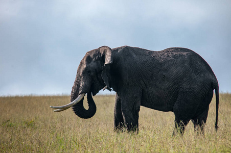 非洲大象, 非洲象属基利坎贝尔, 国家公园, 肯尼亚, 非洲, Proboscidea 秩序, Elephantidae 家庭