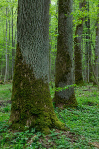 夏天新鲜落叶的立场与老槭树在前景, Bialowieza 森林, 波兰, 欧洲