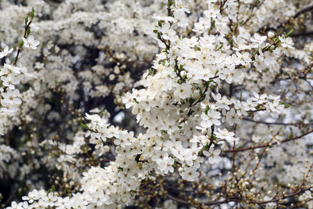 樱桃树开花与散景。季节性自然背景
