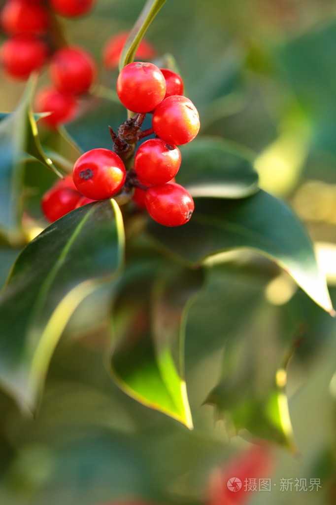 欧洲冬青回肠