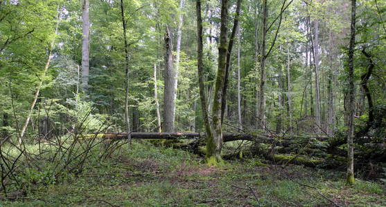 夏天落叶原始的立场与老残破的橡木树在背景, Bialowieza 森林, 波兰, 欧洲