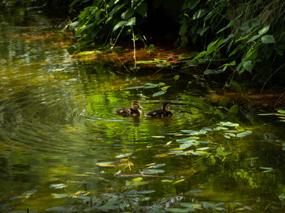 两只小鸭子在池塘边游泳