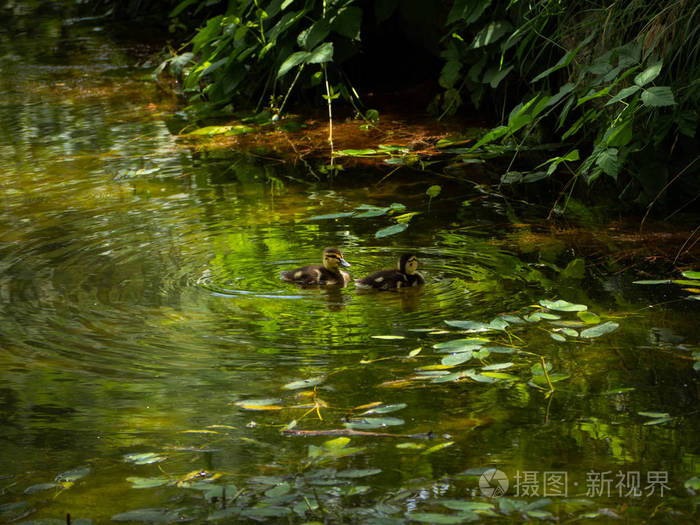 两只小鸭子在池塘边游泳