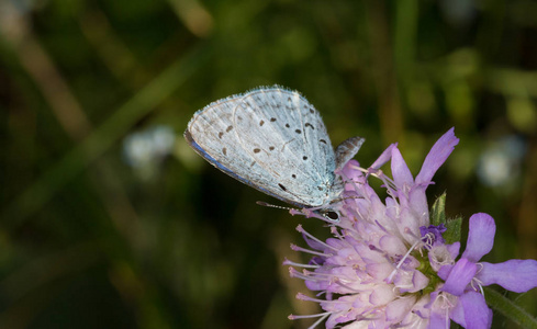 冬青蓝 Celastrina argiolus 蝴蝶在春季特写, Podlasie 地区, 波兰, 欧洲