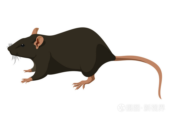 小老鼠