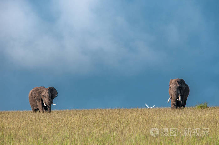 非洲大象, 非洲象属基利坎贝尔, 国家公园, 肯尼亚, 非洲, Proboscidea 秩序, Elephantidae 家庭