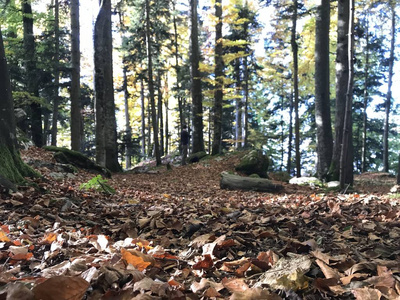 森林地面上的棕叶 witrh 树木森林场景