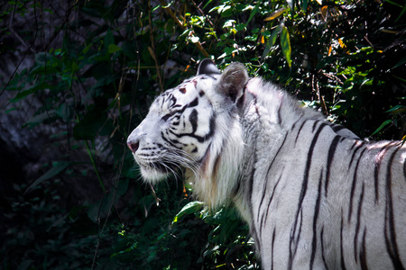 苏门答腊白虎标本