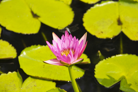 龙腾花上