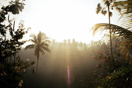 阳光明媚的热带森林