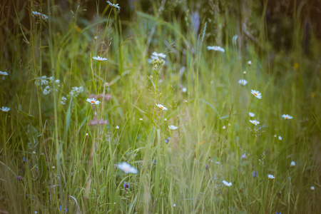 在夏天中的一个字段的野生白色雏菊。