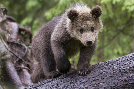 好奇可爱的小熊 brwon 幼崽看着从倒下的树木与绿色 backgrround 在森林的相机关闭