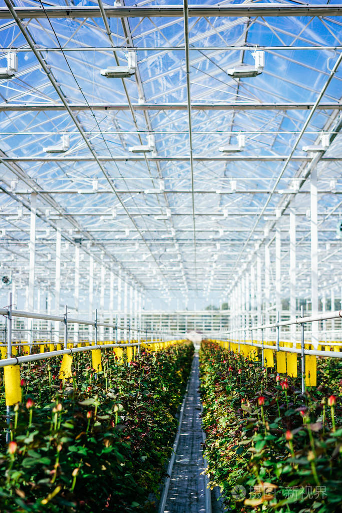 日光下生长的温室玫瑰