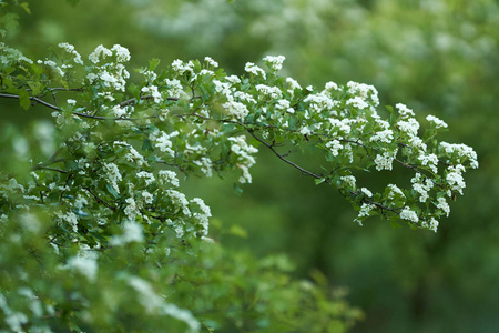 山楂 山楂 monogyna 开花, 特写镜头