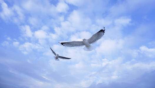 尤尔马拉蓝天上的两只飞鸟照片