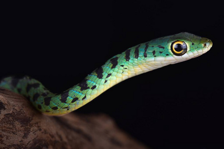 斑点灌木蛇 (philothamnus semivariegatus) 是优秀的登山者和游泳