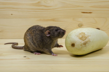 老鼠在木桌上吃蔬菜