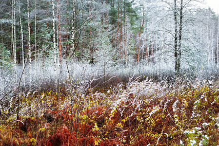 丰富多彩的霜冻森林, 拉脱维亚