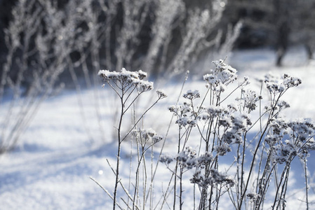 拉脱维亚冬季森林冰雪覆盖植物特写