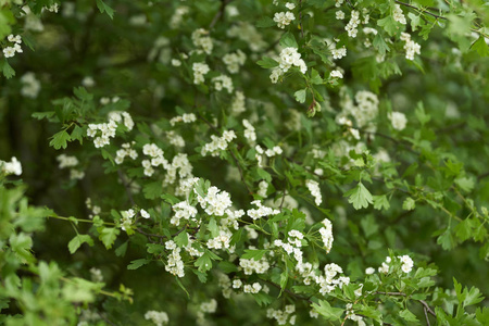 山楂 山楂 monogyna 开花, 特写镜头