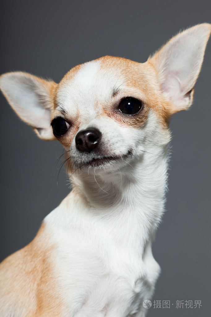 非常小可爱吉娃娃狗