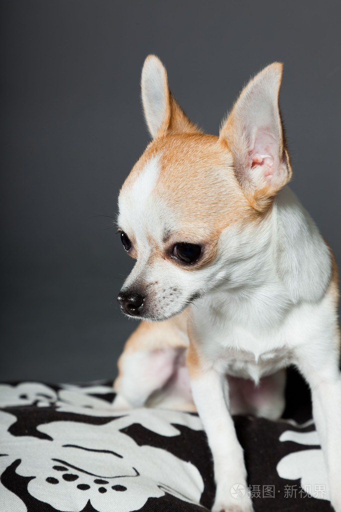 非常小可爱吉娃娃狗