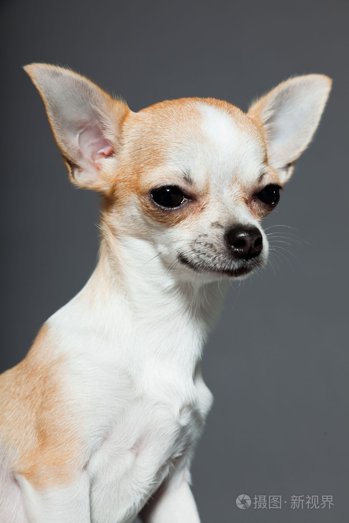 非常小可爱吉娃娃狗