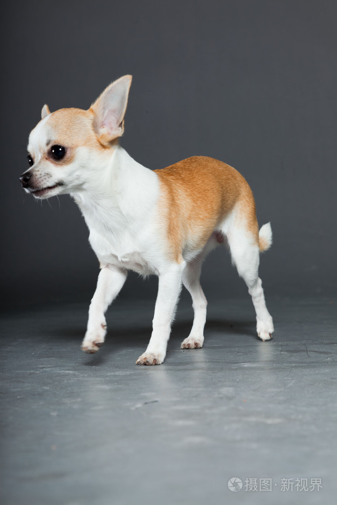 非常小可爱吉娃娃狗