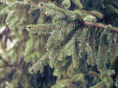 雨和云杉的分支