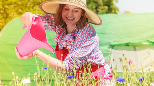 园艺。迷人的女人在她的后院花园里浇花户外工作的帽子红色围裙