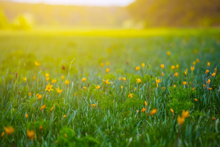 美丽的绿色夏日草原风景花