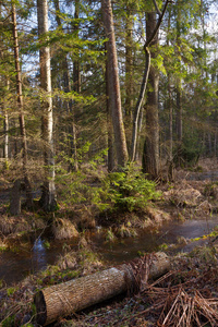 日落光Bialowieza 森林波兰欧洲的老桤木树前的幼云杉树