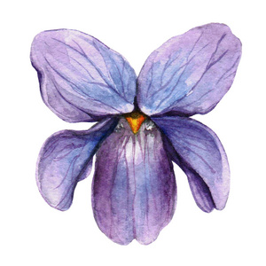 手绘紫罗兰图片