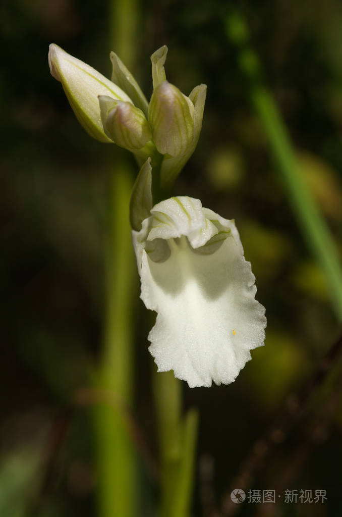一朵罕见的albiflora 白色版本的野生蝴蝶兰的花朵的正面视图 Anacamptis Papilionacea 又名兰花照片 正版商用图片05nog2 摄图新视界