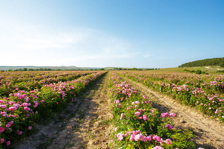 阳光明媚的日子里粉红色玫瑰的田野