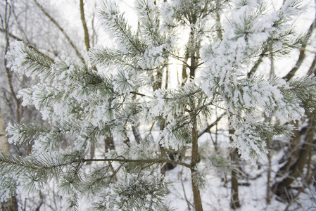 拉脱维亚白雪覆盖的松树特写